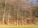 Wald-Herbst - Thorsten Nerling