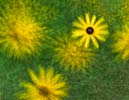 Blume - Thorsten Nerling
